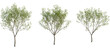 © Peter Hai - Aphananthe aspera Tree front, elevation view, cutout, isolate, Three small trees with lush green leaves on a transparent background, perfect for design and decoration