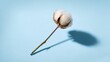 © Andrii  - Minimalist Cotton Boll on Blue Background with Soft Shadow