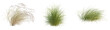 © DH Tree Stock - Pennisetum orientale tree, front view, cutout, transparent background, isolate, architecture visualization, Three Grass Tufts - Photorealistic Render for Natural Scene Composition