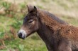 © tom - Head shot of a young Exmoor pony in the wild