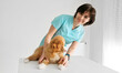 © Ievgen Skrypko - Red Nova Scotia Duck Tolling Retriever Puppy In The Vet Clinic