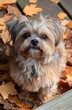 © KyleAnderson - fluffy small dog with expressive dark eyes sitting on autumn wooden deck covered with orange fallen leaves