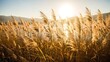 © Buluputih - Golden wheat field swaying gently in the background with sun shining brightly over the hills