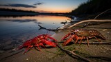 Red crabs on sandy beach shore.