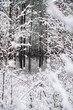 © Hanna - Incredibly magical snow-covered pine trees blanketed in thick white snow