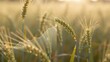 © BOJOShop - Close up of a wheat stalk in a field with a financial graph overlayed at sunrise