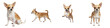© Jhon .FP - cute chihuahua dog set, isolated brown and white small breed puppy collection, realistic chihuahua in sitting walking and jumping poses on white, png