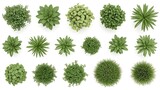 Collection of green plants from top view