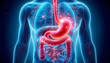 © toon cartoon - 3D illustration of the anatomy of the digestive system