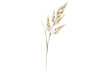 © Gustav - Elegant illustration of a delicate wheat sprig isolated on a stark dark canvas for visual appeal