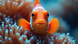 Bright orange clownfish with white spots swims in soft coral reef. Small marine animal faces forward in shallow aqua water near anemone tentacles. Underwater sea life nature.