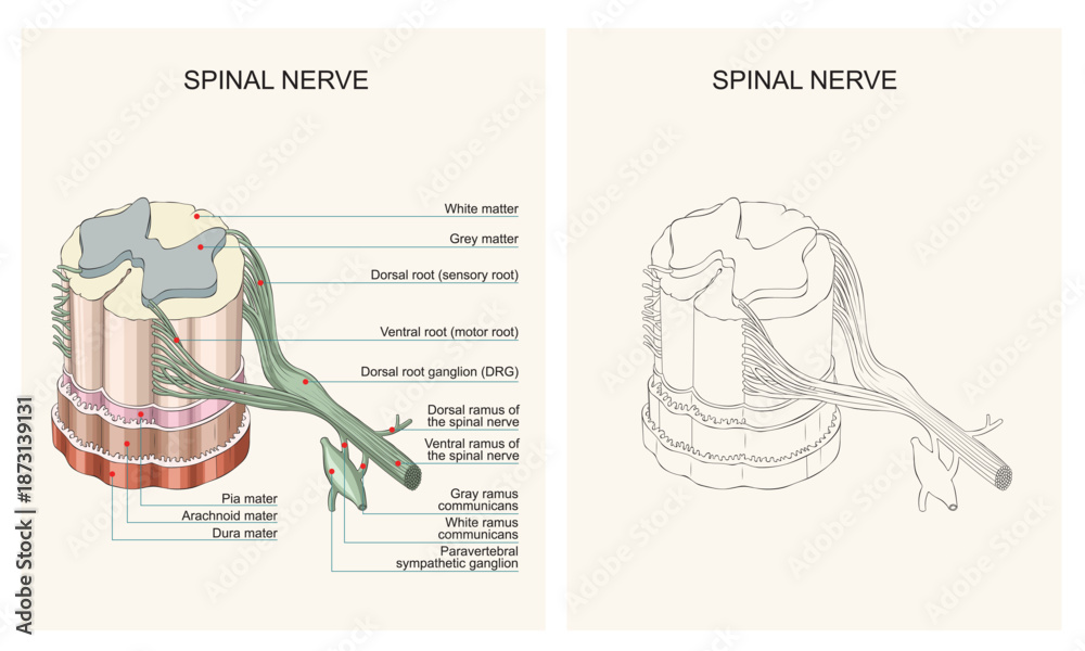 Spinal Nerve Anatomy Dorsal And Ventral Roots Rami And Sympathetic spinal-nerve-anatomy-dorsal-and-ventral-roots-rami-and-sympathetic