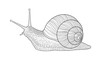 © Jannat - Detailed black and white engraving style illustration of a garden snail showing intricate textures on its body and shell against a white background.