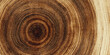 © Nasrin - a close up view of a wooden cross section with visible annual growth rings and natural textures high quality professional detailed