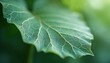 © Viktor - Close up of a green leaf with visible veins and organic texture. Soft light highlights intricate natural patterns on plant foliage. Peaceful, calm, and detailed.