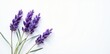 © Montip - Delicate lavender stems against a pure white backdrop , stems, spa