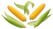 © Emma - two fresh ears of corn with vibrant green husks artfully arranged, with loose husks scattered, set against a deep transparent background, celebrating natural harvest and summer bounty.