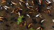 © AmazingAerialAgency - Aerial view of cattle gathered around sparse green vegetation on a vast brown landscape, Ponta do Ouro, Maputo Province, Mozambique.
