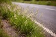 © pngking - Roadside poa grass plants with regular annual bloom patterns