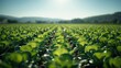 © pngking - Rows of vibrant green cabbage seedlings in a farm bed, supporting sustainable crop production, Earth Day