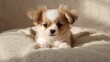 © NeuralNiche - Papillon breed headshot, ear structure and facial expression for breed identification