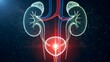 © Artfinity - Digital illustration of human kidneys and urinary system. Medical healthcare and anatomy science. Glowing blue and green kidneys with bladder shown on a dark scientific background