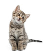 © Tatyana Sidyukova - Small gray kitten isolated on white background. A cunning kitten sits and waits for food.