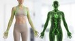 © peacefy - Anatomy of the Human Body: A medical illustration showcases the intricate network of the lymphatic system, superimposed over an athletic female figure, giving a look at a healthy body and wellness.