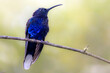 © WitR - The violet sabrewing (Campylopterus hemileucurus) is the largest hummingbird found in Costa Rica, with a beautiful metallic violet blue sheen