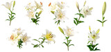 elegant studio photograph capturing a diverse collection of white lily flowers in various stages of bloom, with green foliage.