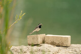 Bachstelze (Motacilla alba) steht auf Betonblock am Wasserufer, mit Insekt im Schnabel. Minimalistische Tieraufnahme mit weichem Bokeh und viel Copyspace.