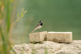 Bachstelze (Motacilla alba) steht auf Betonblock am Wasserufer, mit Insekt im Schnabel. Minimalistische Tieraufnahme mit weichem Bokeh und viel Copyspace.