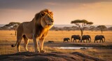 Majestic Male Lion Standing on Rock at Sunset with Elephants in the African Savanna