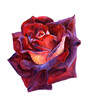 © Tatiana - Red beautiful watercolor rose on a white background. Hand-drawn illustration. Romantic botanic elements for wedding or greeting card design