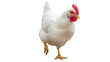 © Nicolae - White hen PNG isolated on transparent background, domestic fowl with red comb and wattle for poultry farming and food production