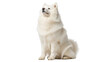© Nicolae - Fluffy white Samoyed dog sitting isolated PNG, purebred canine companion on transparent background for pet-related designs