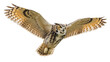 © Nicolae - Great horned owl flying PNG isolated on transparent background, majestic bird of prey with outstretched wings for wildlife and nature designs