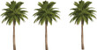 © Shirina - Set of realistic coconut palm tree illustrations with lush green fronds and tall trunks, tropical nature elements isolated on white background for summer travel design