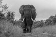 © Mint Images - African Elephant, Loxodonta africana, Black and white low-angle shot of a large elephant bull walking.