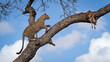 © Mint Images - Leopard, Panthera pardus, Female leopard climbing up a tree branch to reach a hidden carcass.