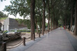 © TranVan - Yuanmingyuan Park Tree-Lined Avenue, Beijing China