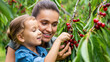 © olgakris - Young mother and daughter picking cherries together in orchard, enjoying nature, sharing joyful summer moment, building connection through care, curiosity, learning, togetherness, love, and presence