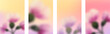 © gala - Spring bloom gradient cover.