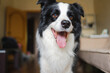 © Юлия Завалишина - Funny portrait cute puppy dog border collie indoor. Pet dog resting at home. Puppy dog indoors in domestic room. Funny emotional dog having playful mood. Love for pets friendship companion pet care