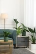 © New Africa - Different potted houseplants, sofa and other furniture in living room