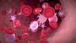 © Sebastian Kaulitzki - Blood Flow Inside a Blood Vessel Depicting the Various Blood Cells in the Circulation