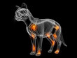 © Sebastian Kaulitzki - 3D Anatomical Rendering Highlighting Feline Joint Pain