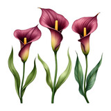 Beautiful calla lilies with leaves on white background.