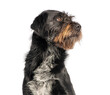 © Eric Isselée - Scruffy black and brown wire haired Griffon dog portrait looking up