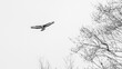 © Leonie Gäbelein - Winterflug